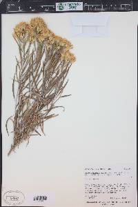 Ericameria nauseosa var. salicifolia image