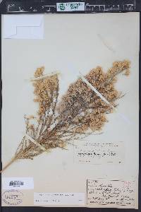 Ericameria paniculata image