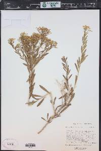 Lorandersonia spathulata image