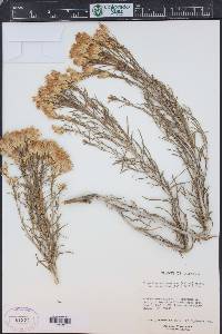 Ericameria nauseosa var. bernardina image