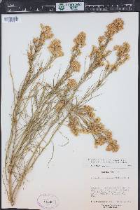 Ericameria nauseosa var. oreophila image