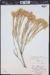 Ericameria nauseosa var. oreophila image