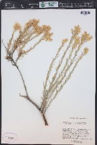 Ericameria parryi image