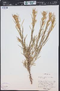 Ericameria parryi image
