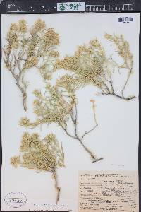 Ericameria parryi image