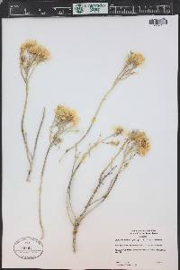 Ericameria parryi image