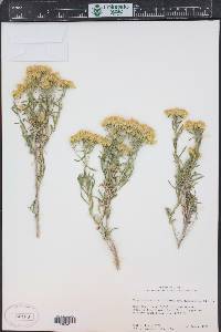 Chrysothamnus viscidiflorus subsp. lanceolatus image