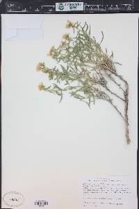 Chrysothamnus viscidiflorus subsp. lanceolatus image