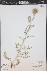 Cirsium arizonicum image