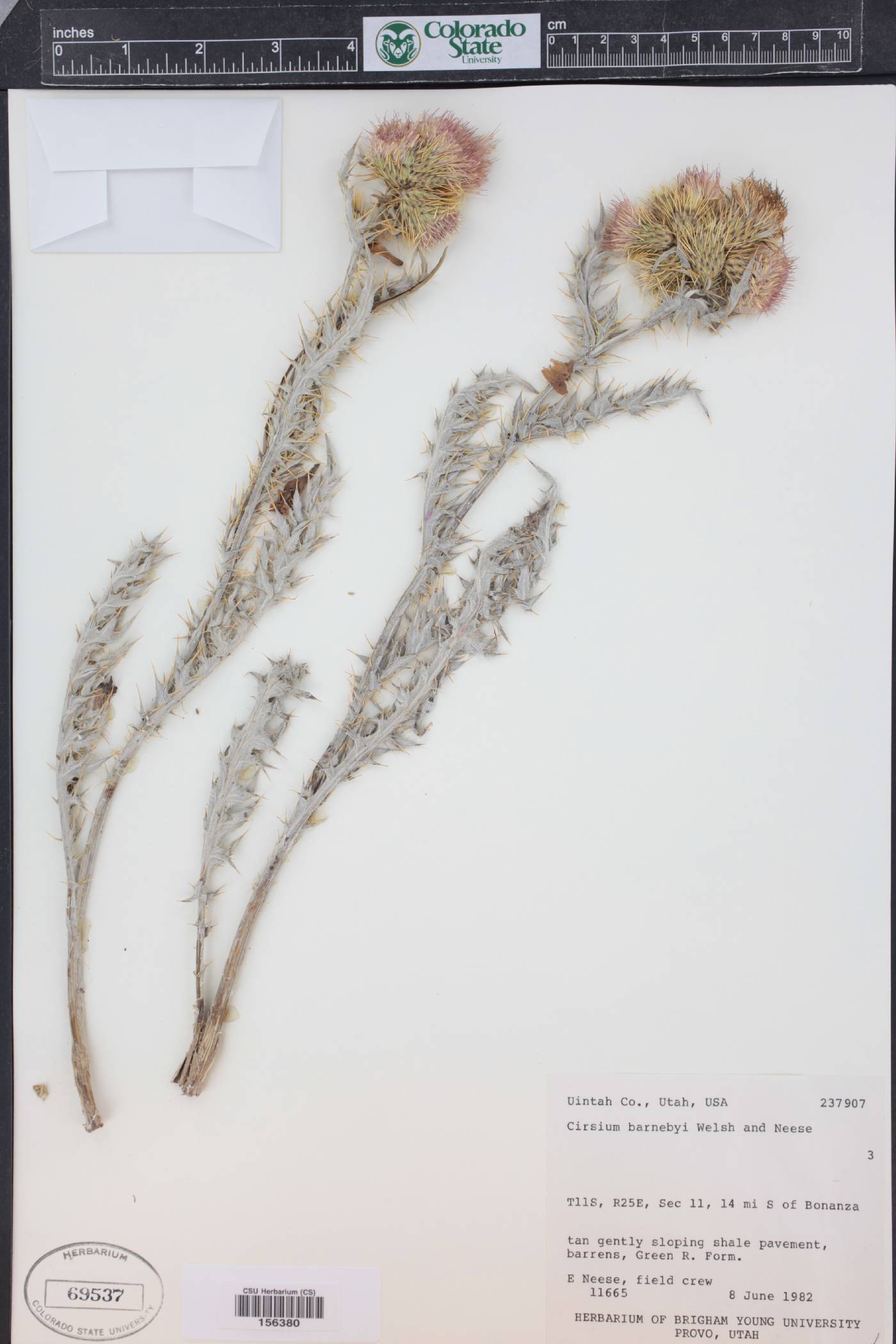 Cirsium barnebyi image