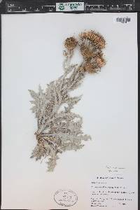 Cirsium canescens image