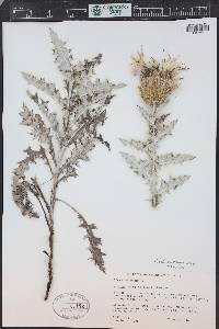 Cirsium ochrocentrum image