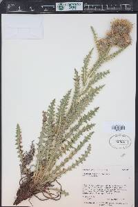 Cirsium eatonii image