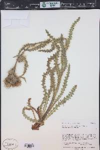 Cirsium eatonii image