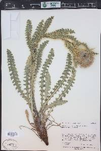 Cirsium eatonii image