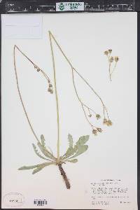 Crepis runcinata image