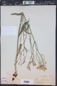 Crepis acuminata image