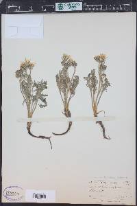 Crepis scopulorum image