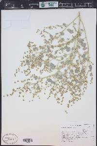 Dicoria clarkae image