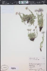 Erigeron caespitosus image