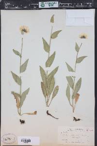 Erigeron coulteri image