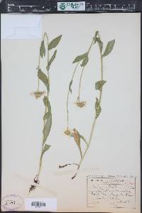 Erigeron coulteri image