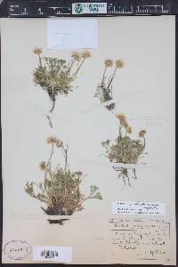 Erigeron compositus image