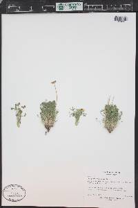 Erigeron compositus image