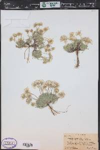 Erigeron disparipilus image