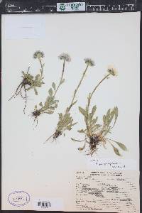 Erigeron grandiflorus image