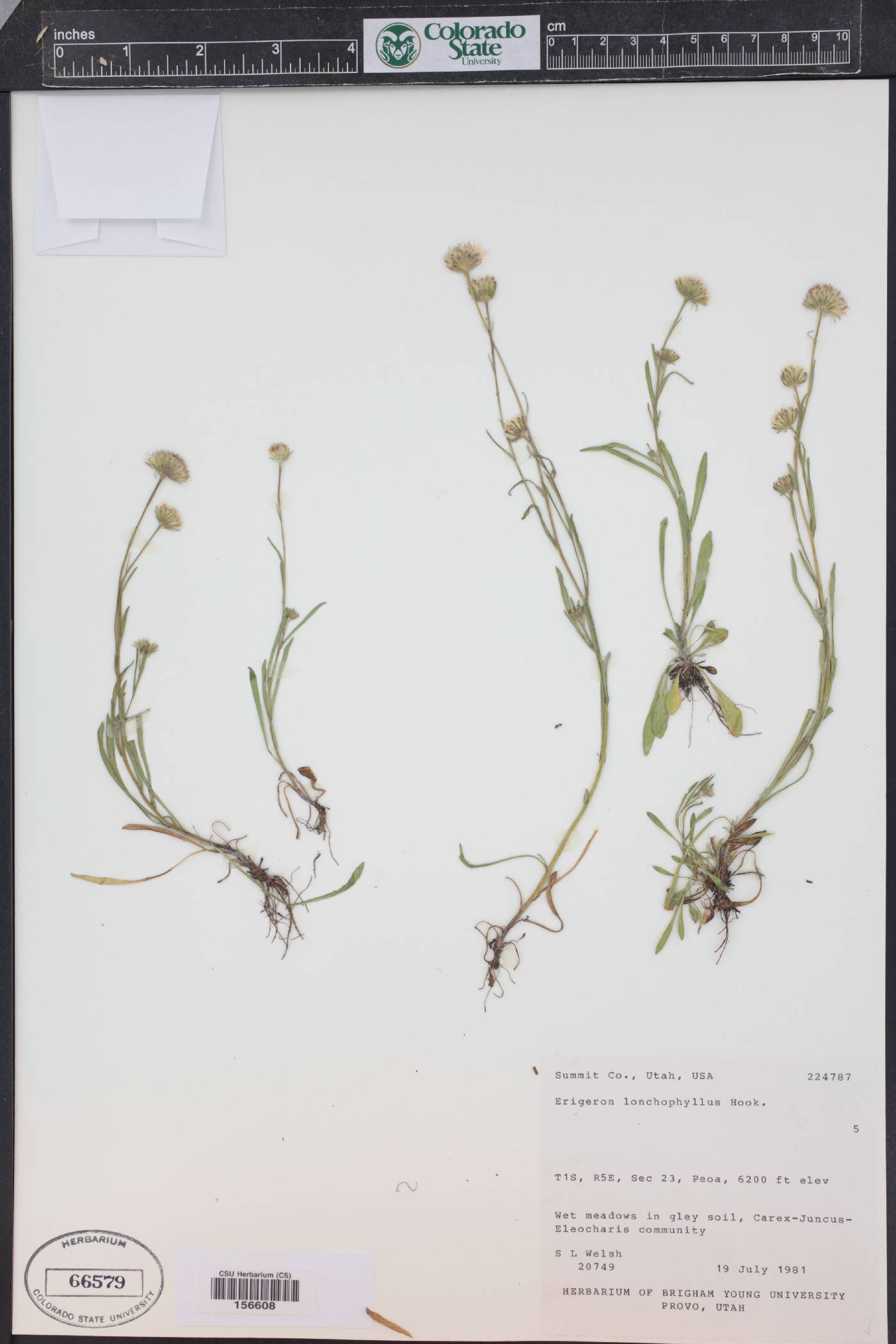 Erigeron lonchophyllus image