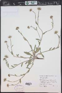Erigeron jonesii image