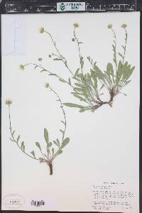 Erigeron jonesii image