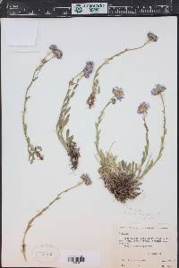 Erigeron gracilis image
