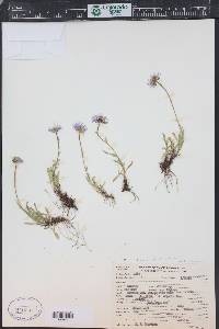 Erigeron gracilis image