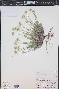 Erigeron pumilus image