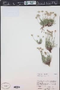 Erigeron pumilus image