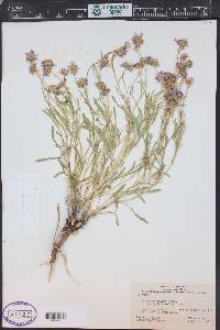 Erigeron pumilus image