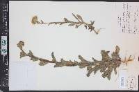 Hulsea mexicana image
