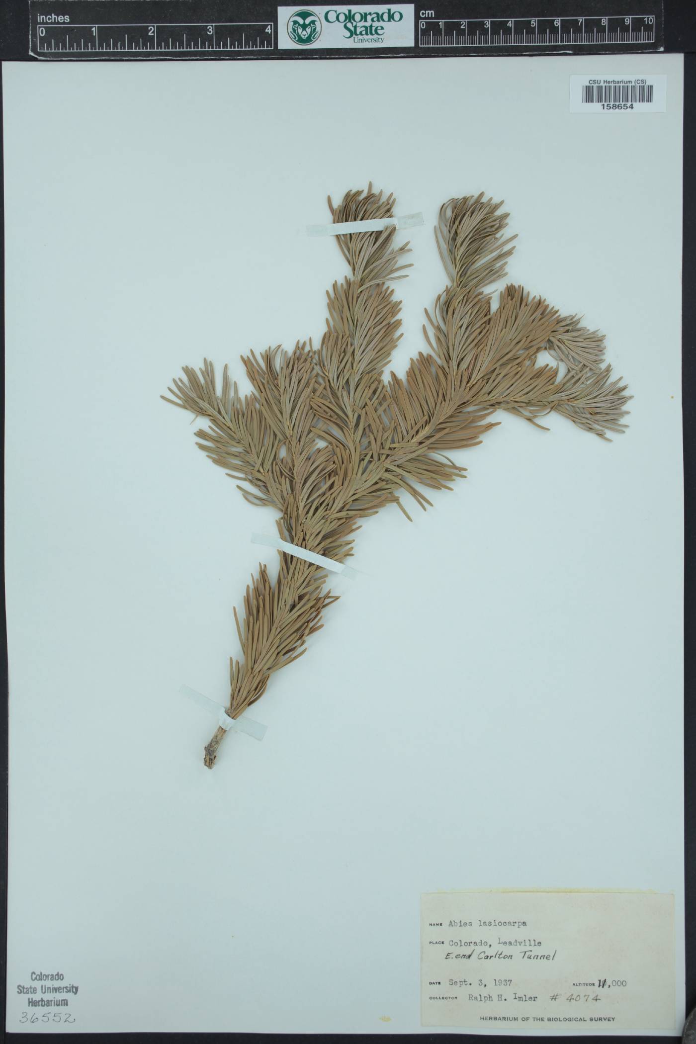 Abies lasiocarpa subsp. lasiocarpa image
