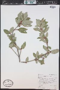 Shepherdia canadensis image