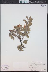 Arctostaphylos pungens image