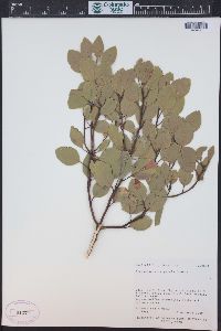 Arctostaphylos patula image