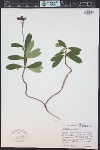 Chimaphila umbellata image