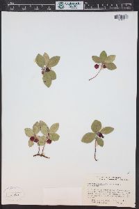 Gaultheria procumbens image