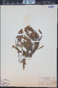 Phyllodoce glanduliflora image
