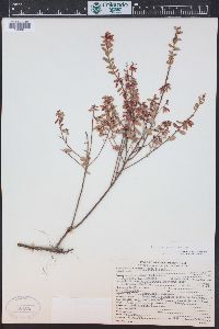 Vaccinium myrsinites image