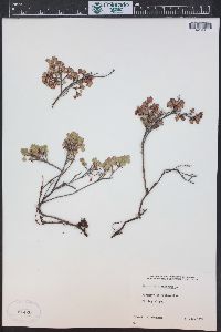 Vaccinium uliginosum image