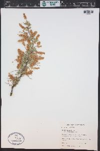 Acacia greggii image