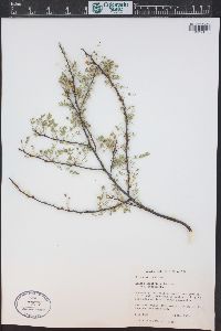 Acacia constricta image